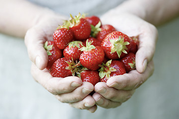 Image showing Holding fresh strawberries.