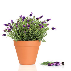 Image showing Lavender Herb Flowers