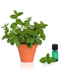 Image showing Mint Herb and Essence