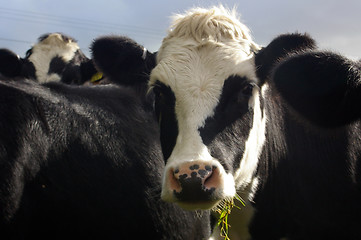 Image showing Cows 04