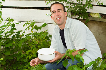 Image showing Man Picking Raspberries