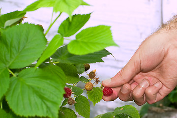 Image showing Raspberry Picking