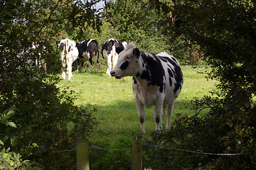 Image showing Cows 05