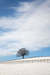 Image showing Oak Tree in Winter