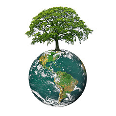 Image showing Save the Trees