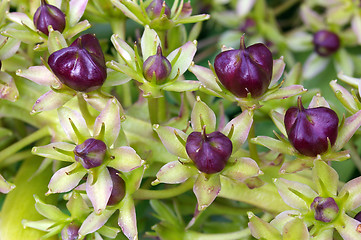 Image showing Fruits and Seeds 01