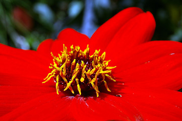 Image showing Garden Flower 15