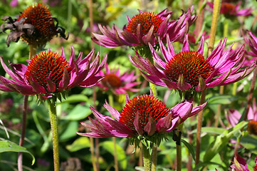 Image showing Garden Flower 16