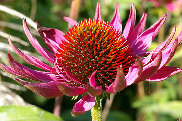 Image showing Garden Flower 18