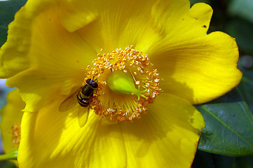 Image showing Garden Flower 19