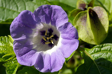 Image showing Garden Flower 20