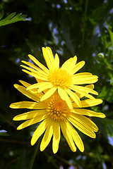 Image showing Garden Flower 21