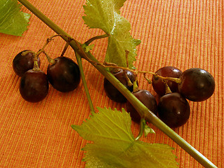 Image showing grapes