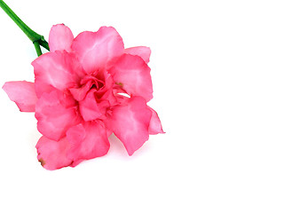 Image showing oleander