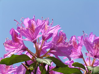 Image showing Rhodondendron