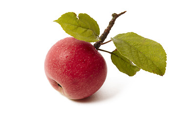 Image showing Ripe fresh red apple with leaf