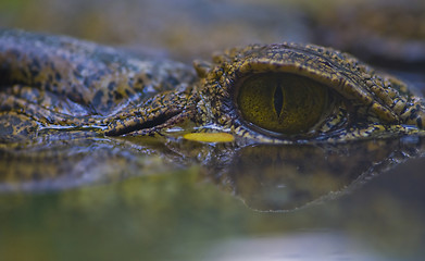 Image showing crocodile