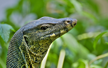 Image showing lizard 