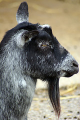 Image showing Goat 02