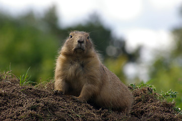 Image showing Groundhog 02