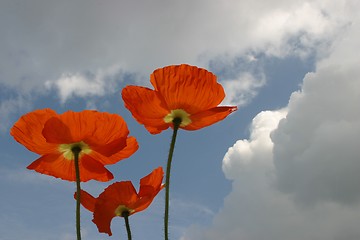 Image showing poppies agains cloudy sky
