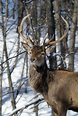 Image showing Elk