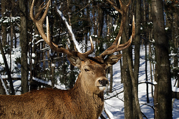 Image showing Elk