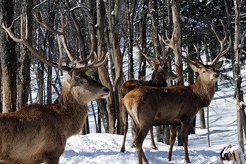 Image showing Elk