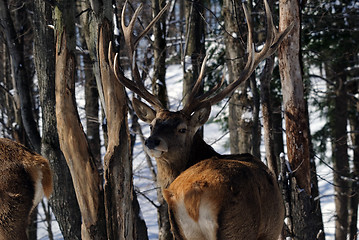 Image showing Elk