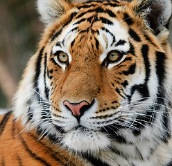 Image showing Tiger