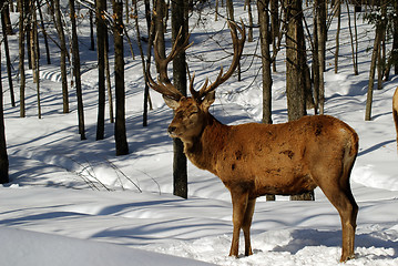 Image showing Elk