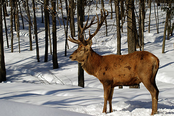 Image showing Elk