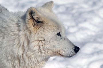 Image showing Arctic Wolf