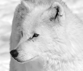 Image showing Arctic Wolf