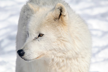 Image showing Arctic Wolf