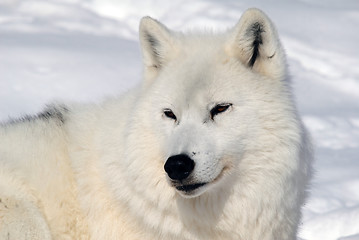 Image showing Arctic Wolf