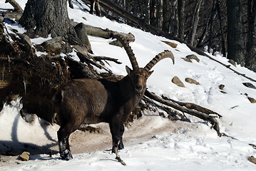 Image showing Alpine Ibex