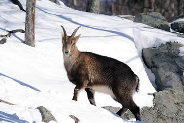 Image showing Alpine Ibex