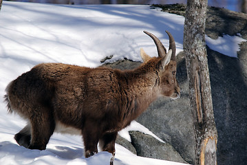 Image showing Alpine Ibex