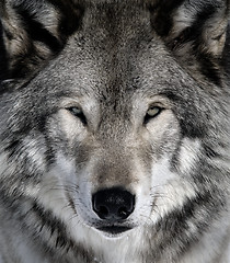 Image showing Gray Wolf