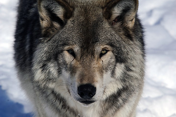 Image showing Gray Wolf