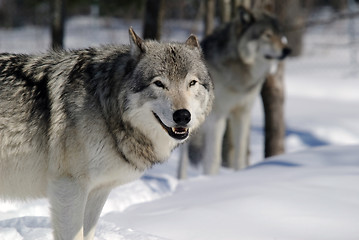 Image showing Gray Wolf