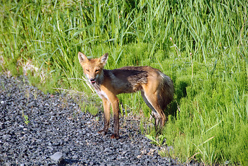 Image showing Red Fox