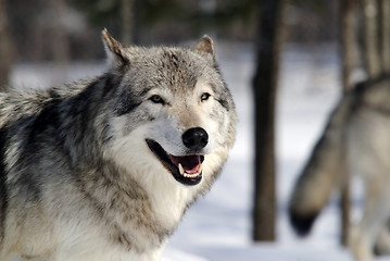 Image showing Gray Wolf