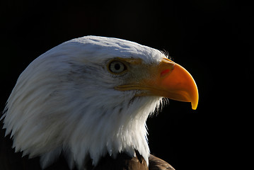 Image showing Bald Eagle