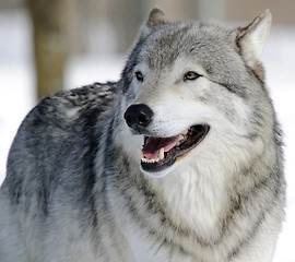 Image showing Gray Wolf