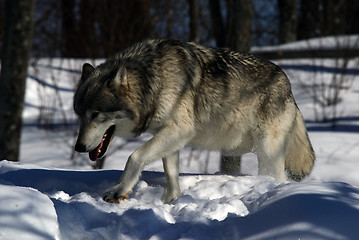 Image showing Gray Wolf