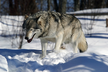 Image showing Gray Wolf