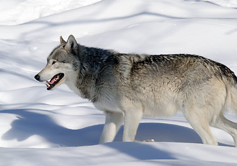 Image showing Gray Wolf