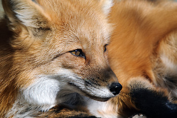 Image showing Red Fox Portrait